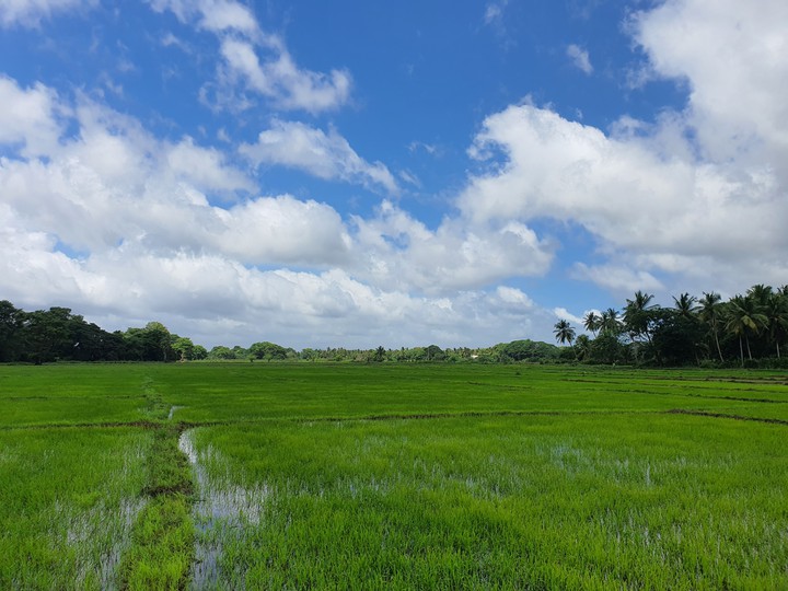 Paddy fields