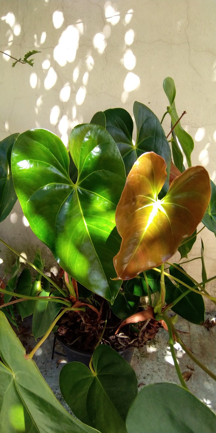 Heart ? Leaf