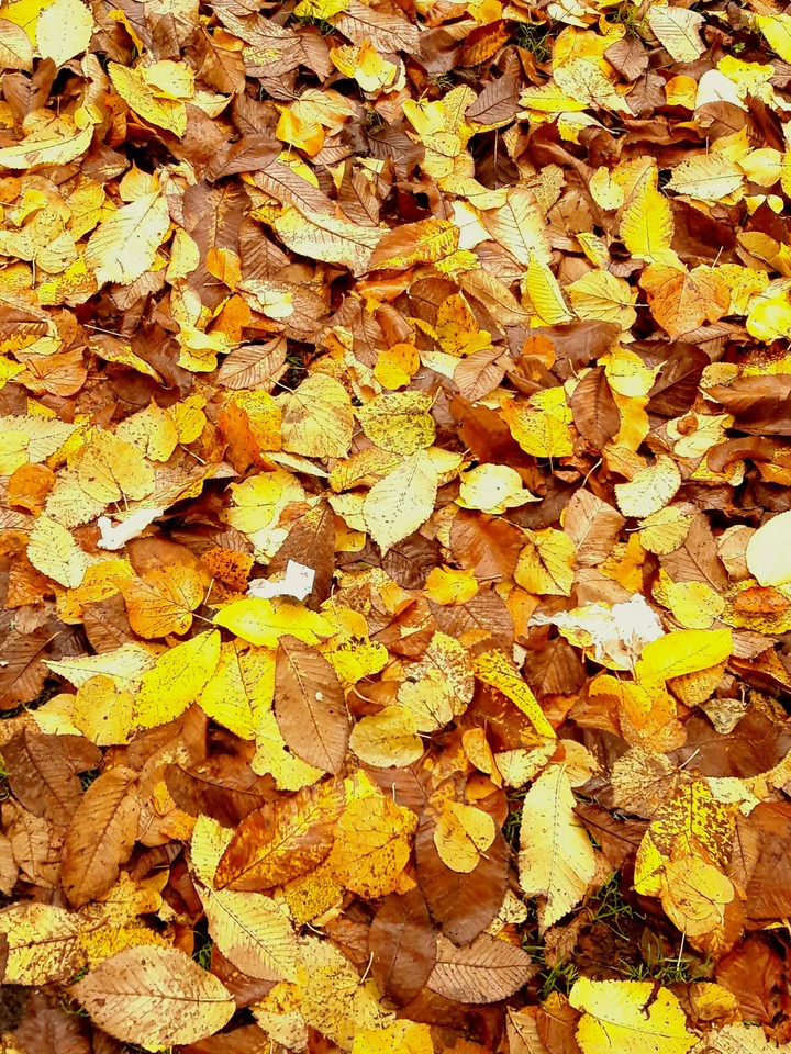 Golden leaves
