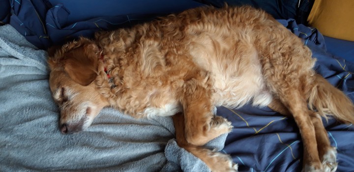 Duke dort chut....