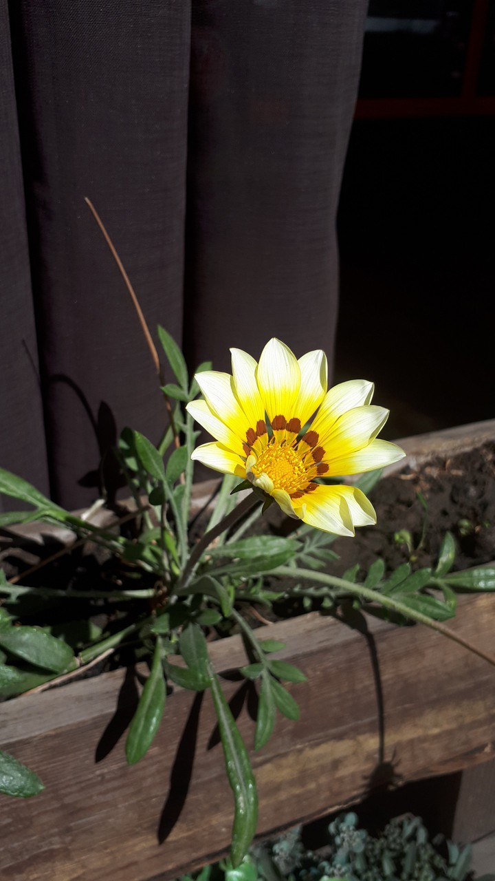 Colour of the sun