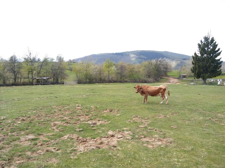 cow in the field