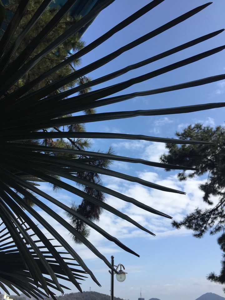 leaves with sky