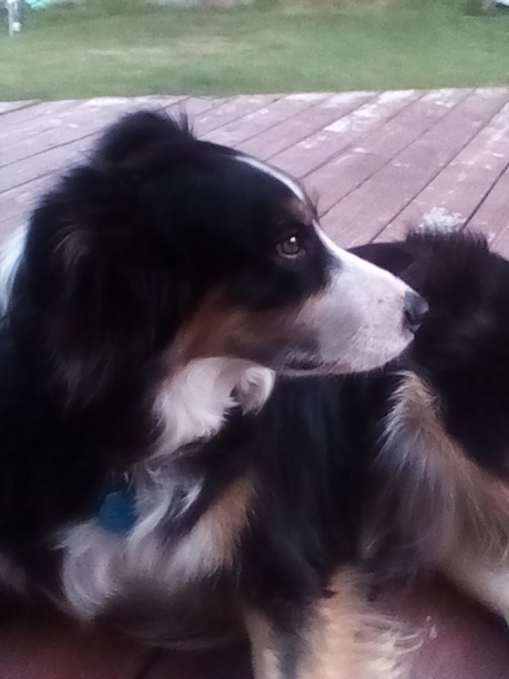 my sheep dog