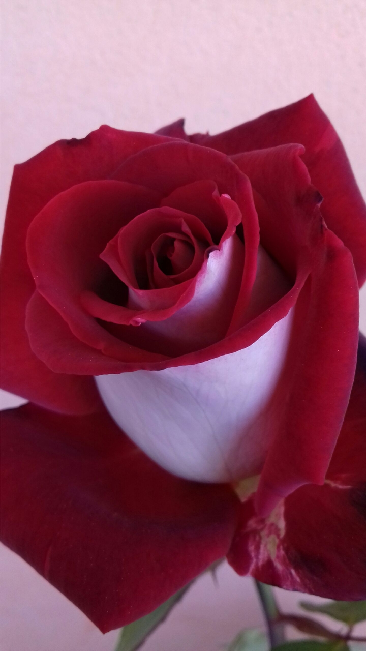 ♡Rose are Red♡