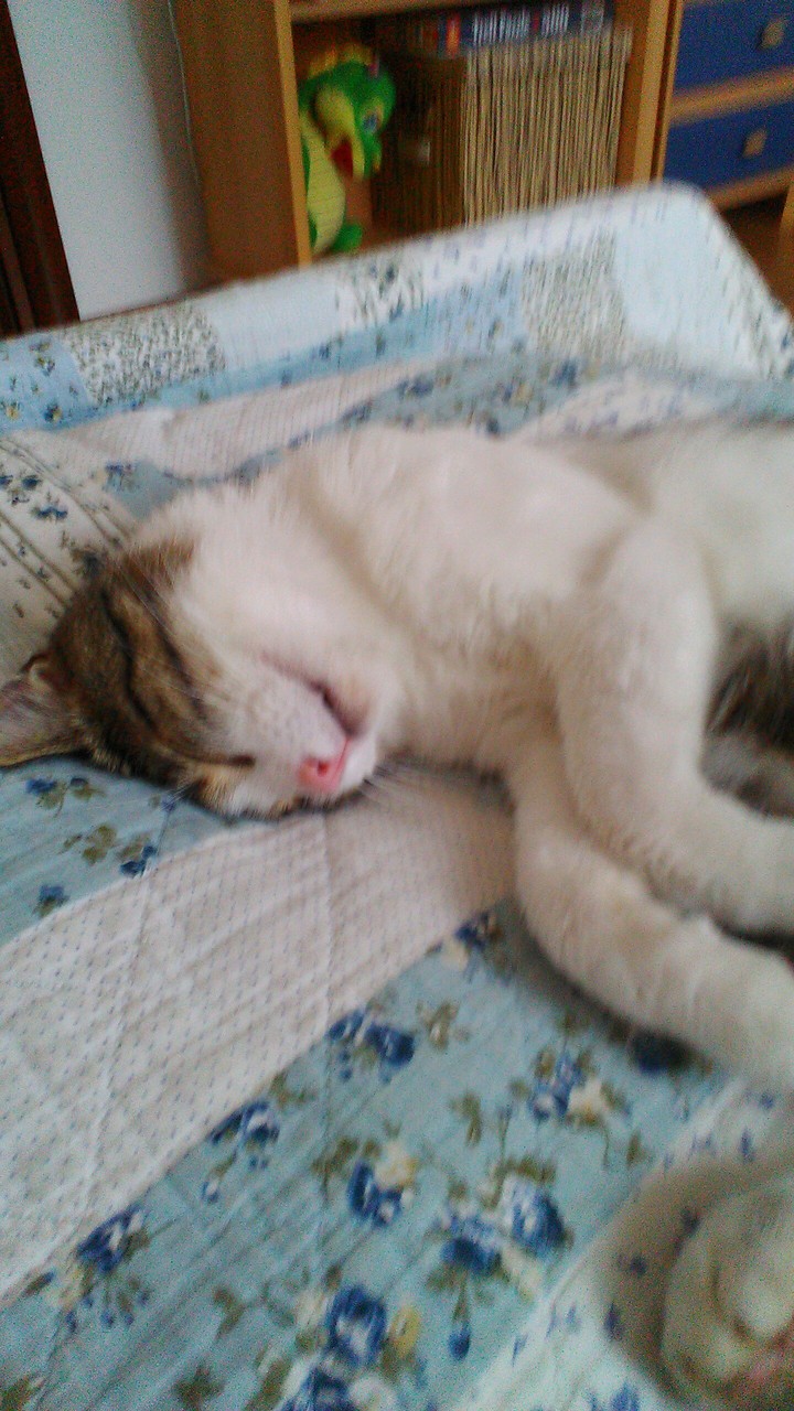 my lovely cat