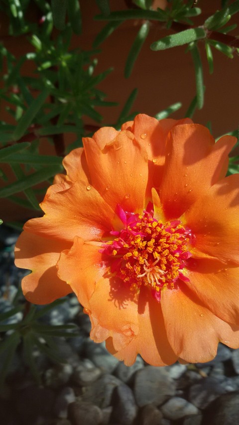 fiori del mio giardino