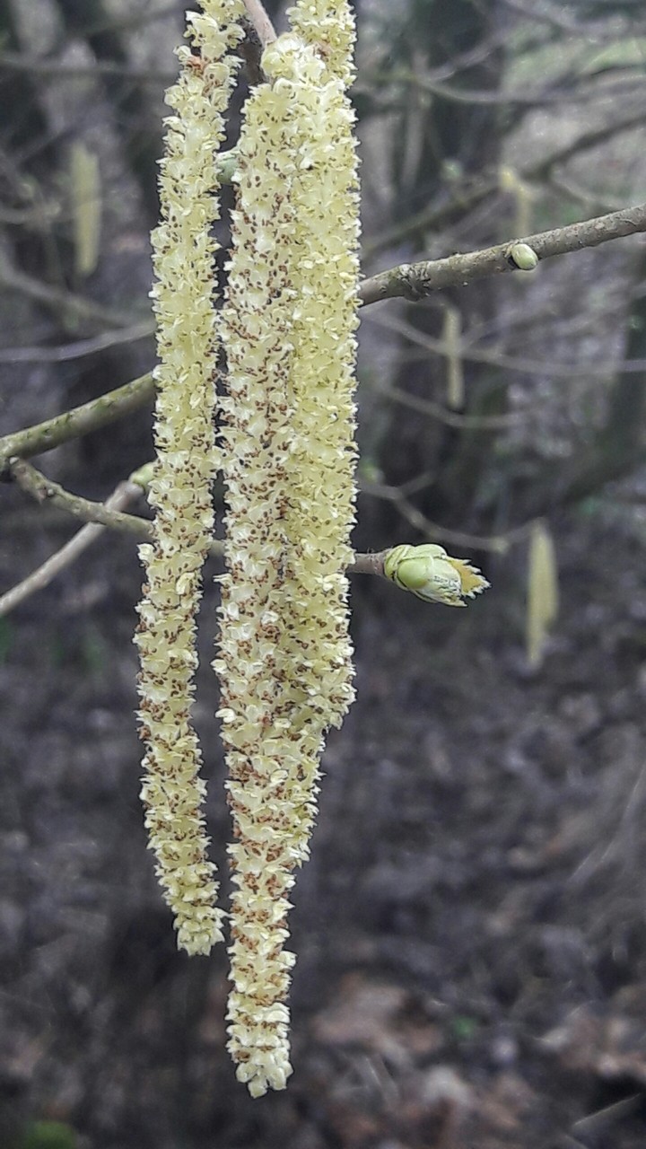 Frühling