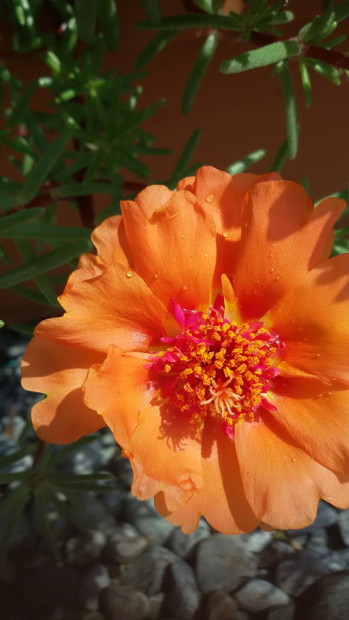 fiori del mio giardino