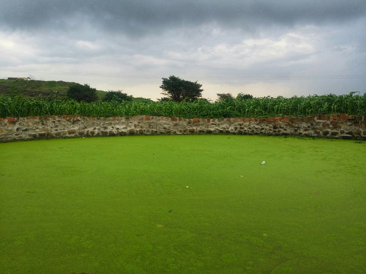 Green Swamp