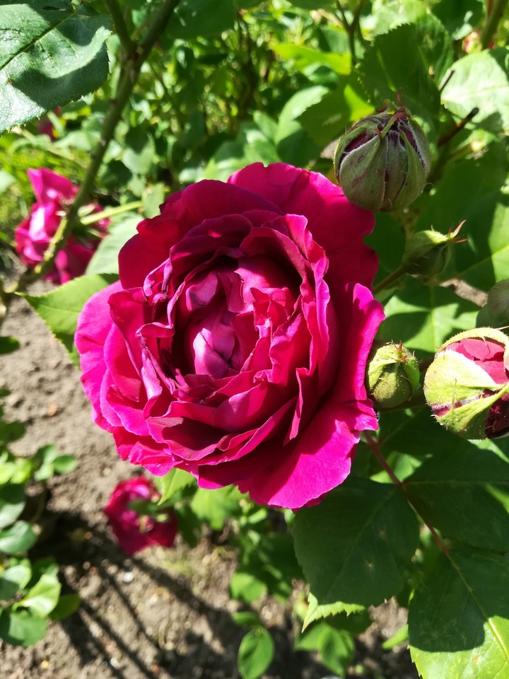 red rose