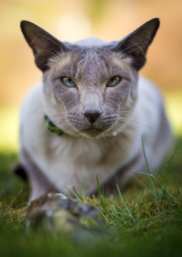 Cat Muzzle Look