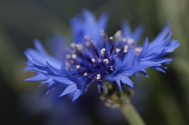 ⚘