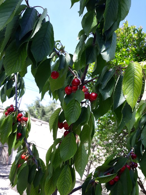 Nature