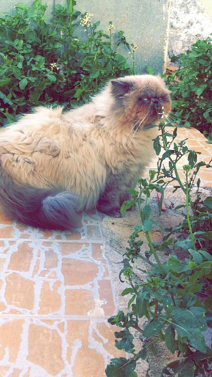 romanne cat