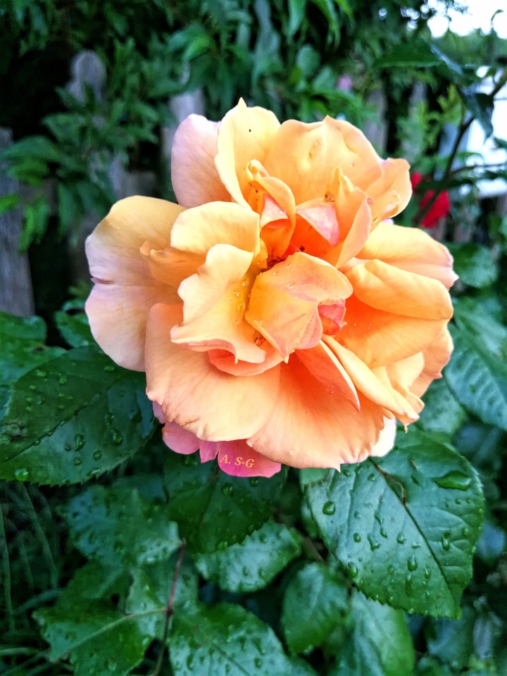 Rose aus meinem Garten