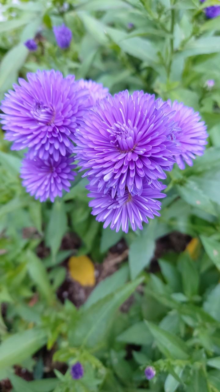 가을꽃