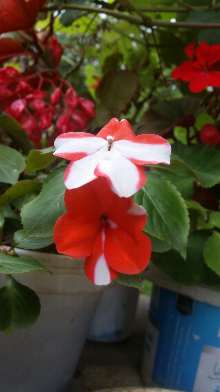 flower
