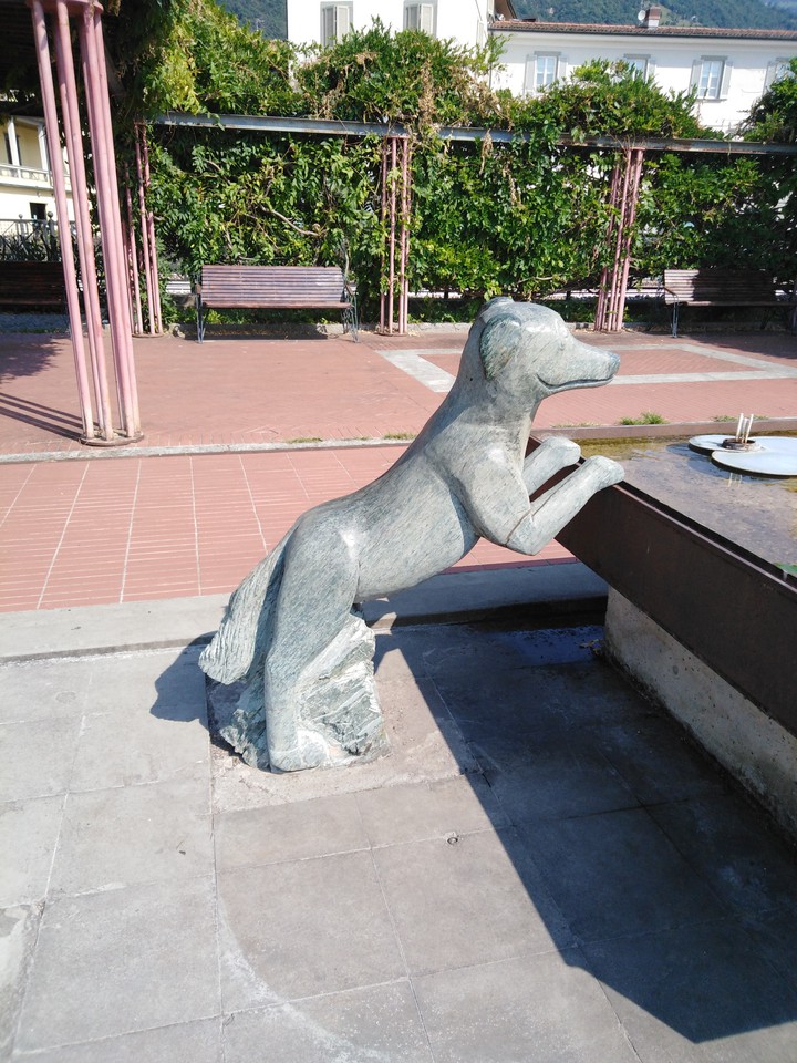 Dog