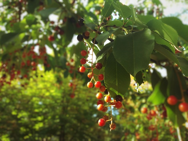 bird cherry