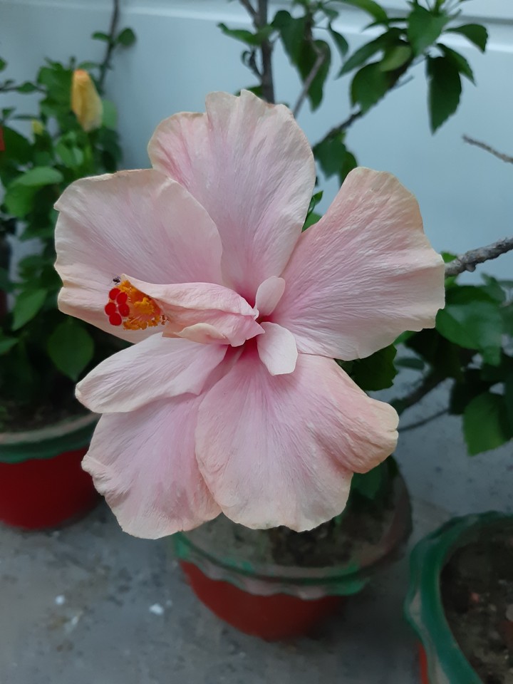 #pink #flower #beautiful
