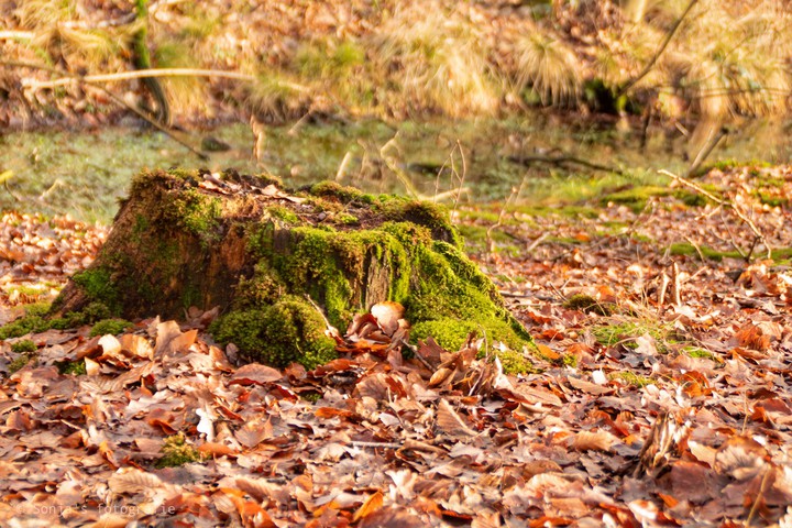 nature