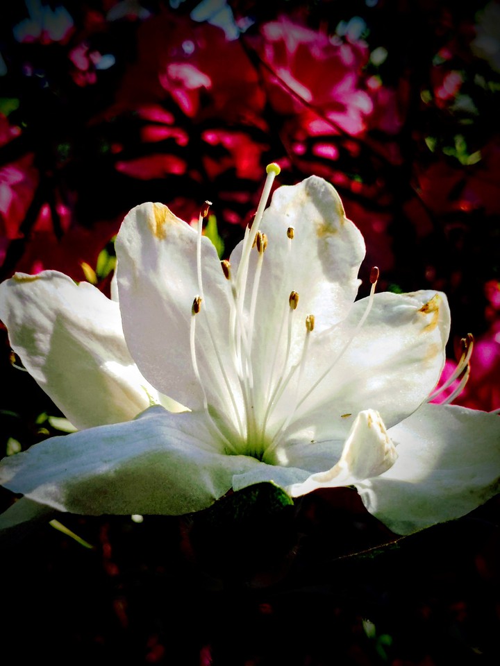 Lone white