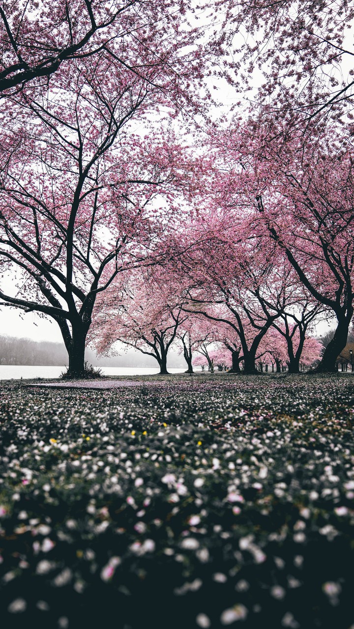 primavera