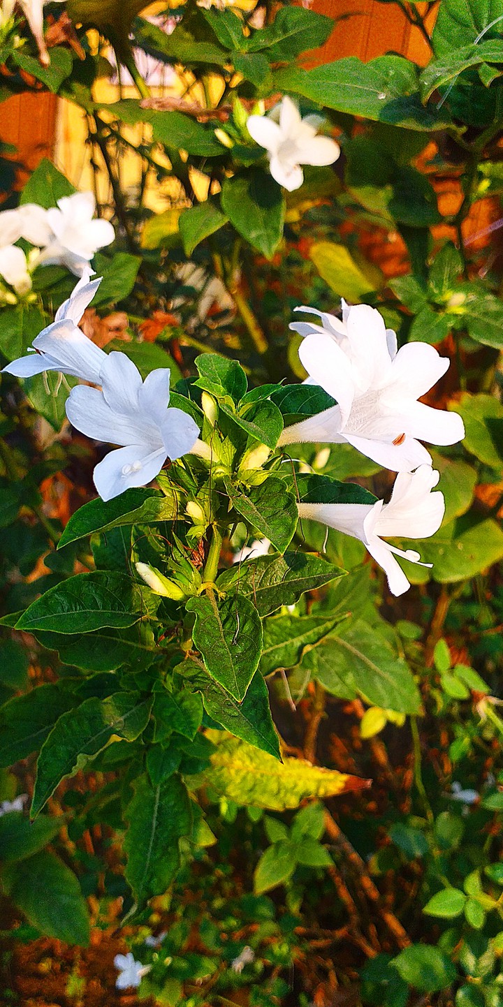 Flowers in my garden