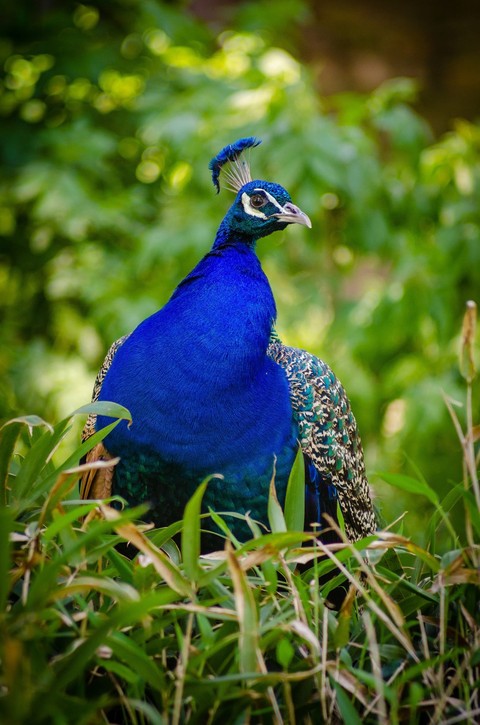 bird, 脖子壁纸