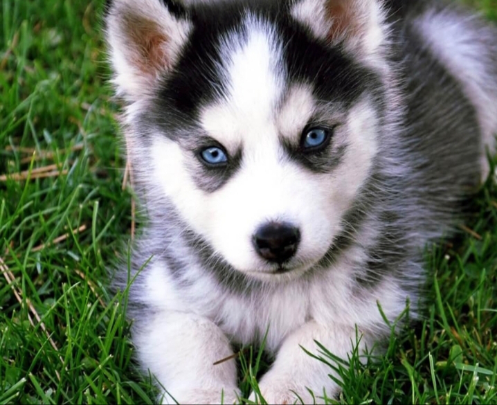 chiot loup