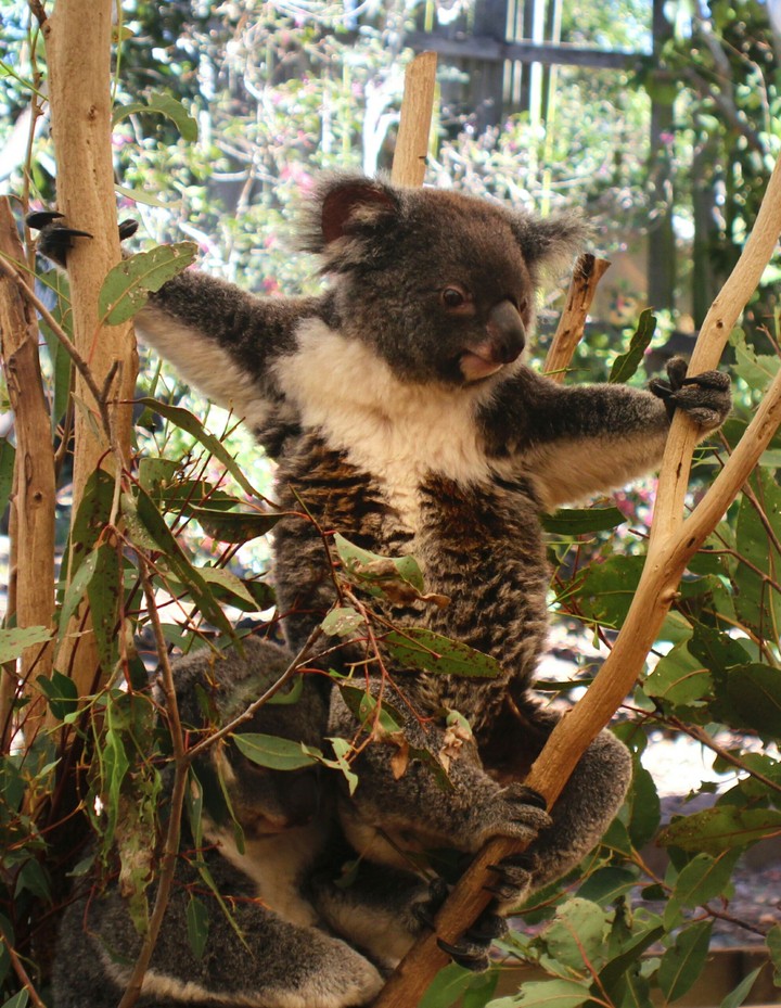 Koala