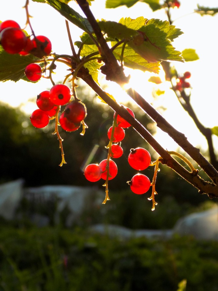 Berries