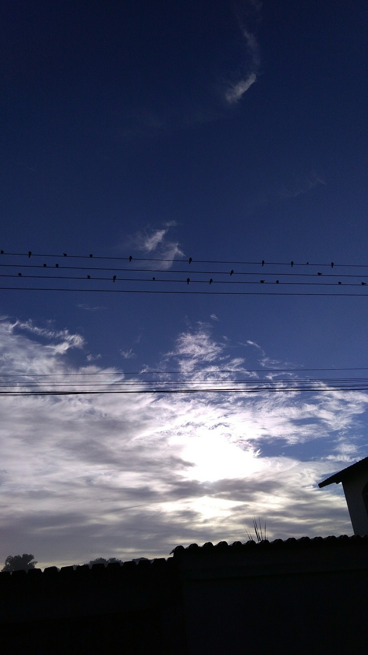birds on line