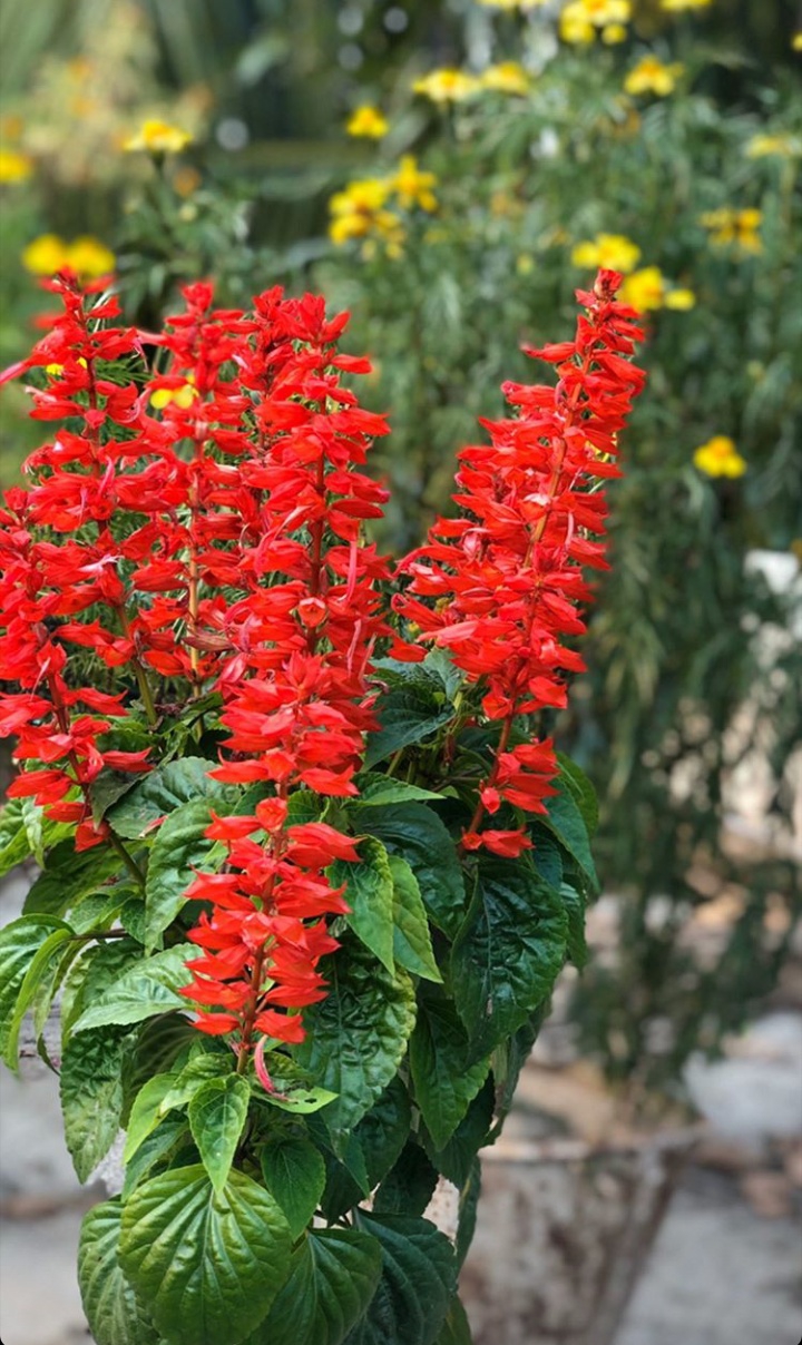Flower