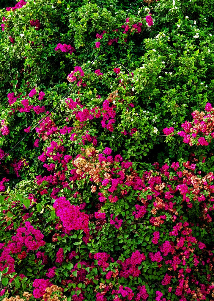 bloom