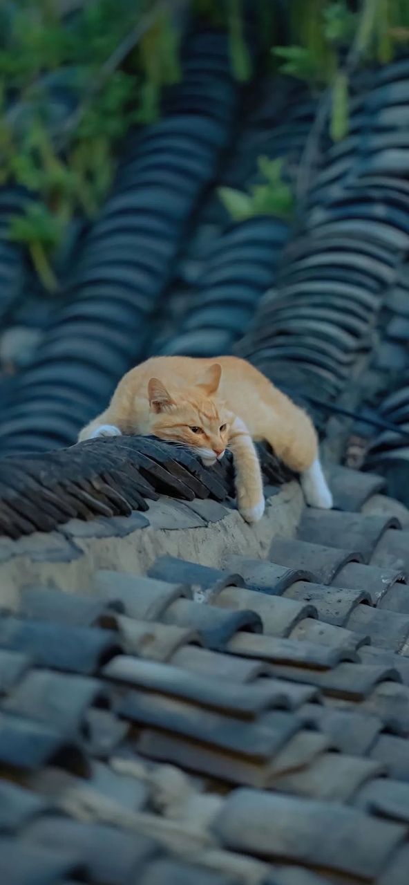 шпалери fur, felidae