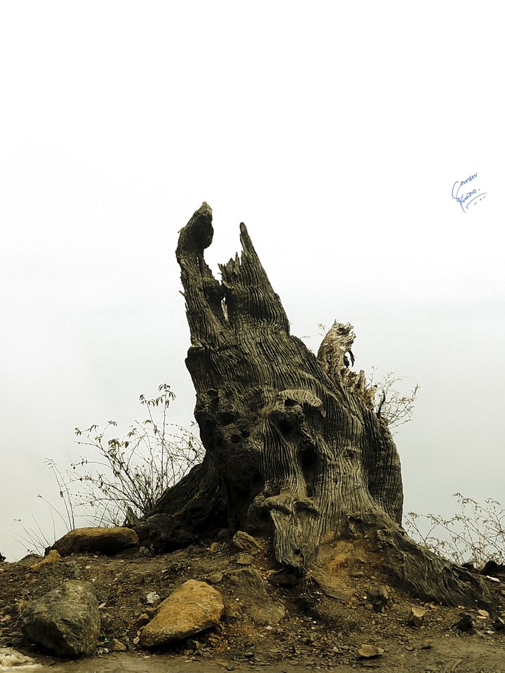 dead tree..