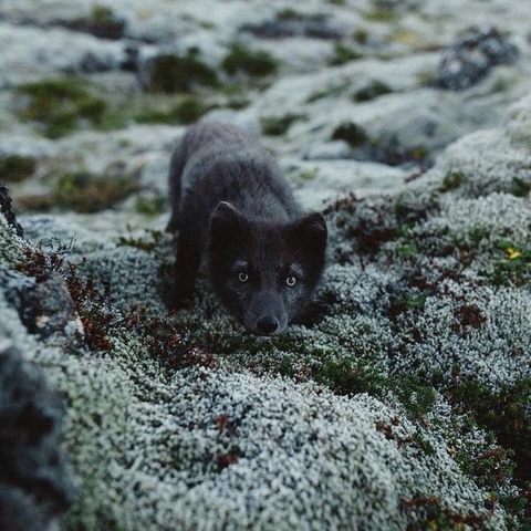 тапети organism, Carnivore