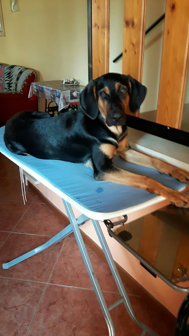 cucciola