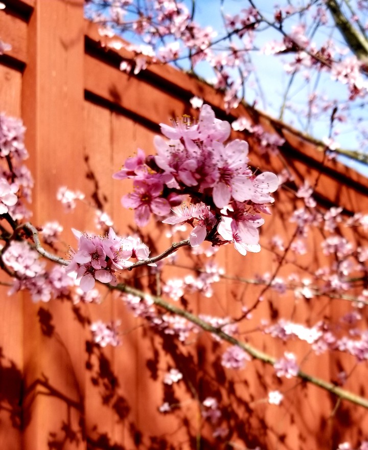 cherry blossom