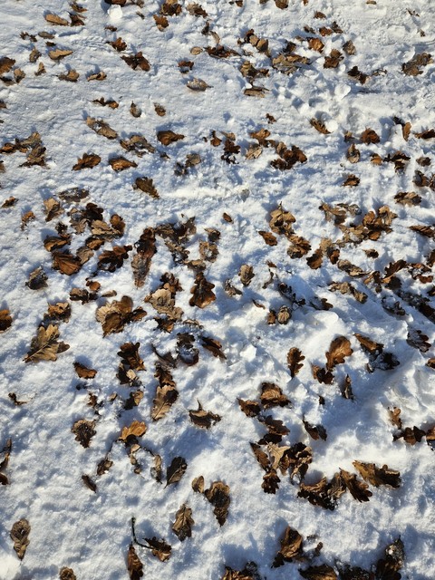 groundcover, deciduous wallpapers