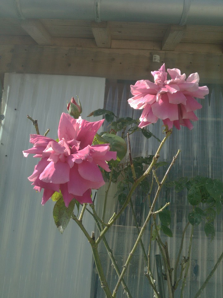 Roses