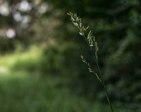 solitude