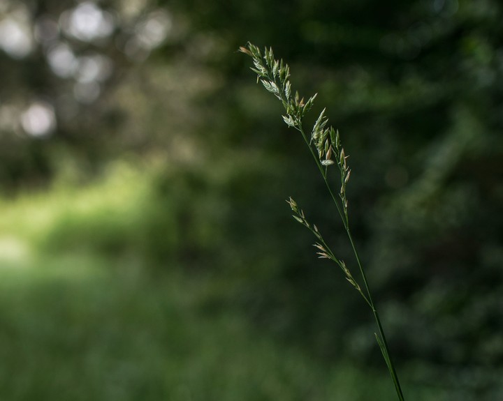 solitude