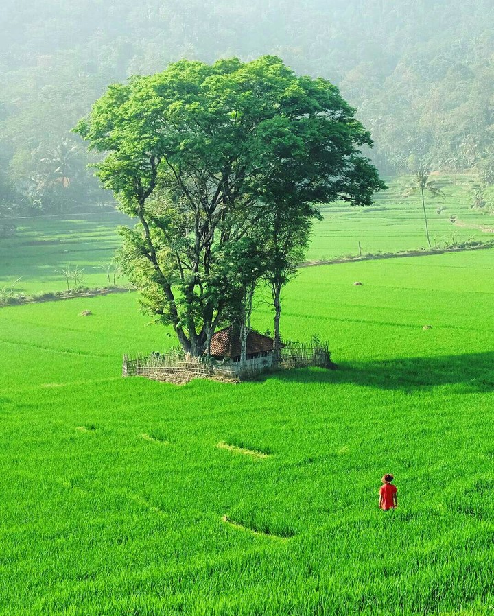 Sawah Awi Lega - Indonesia