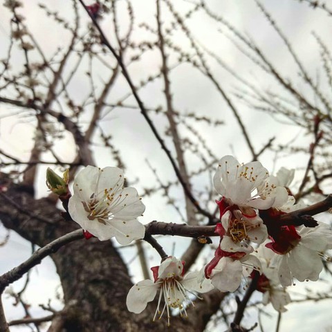 шпалери tree, blossom