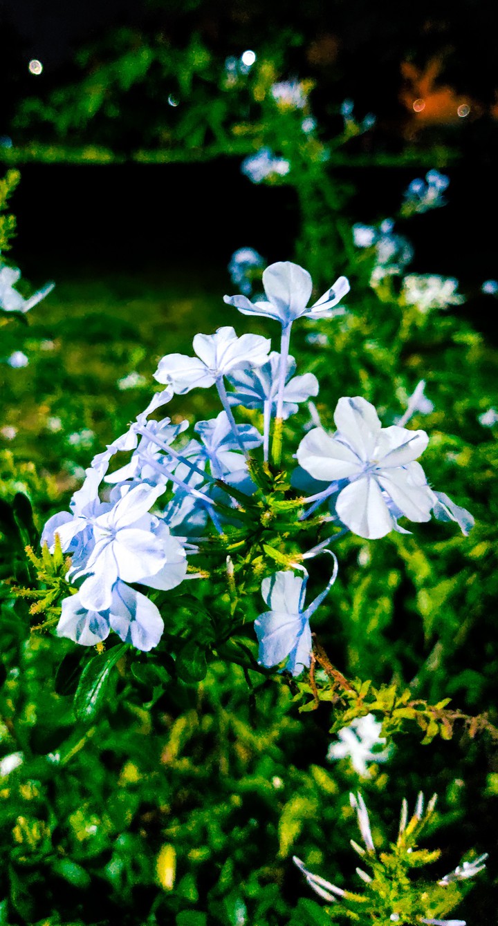 blue flower