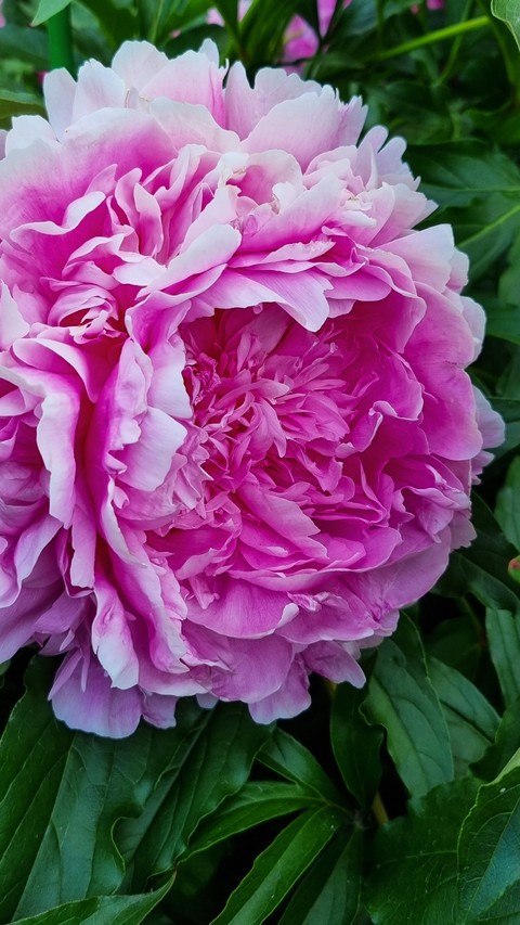 rose, magenta achtergronden