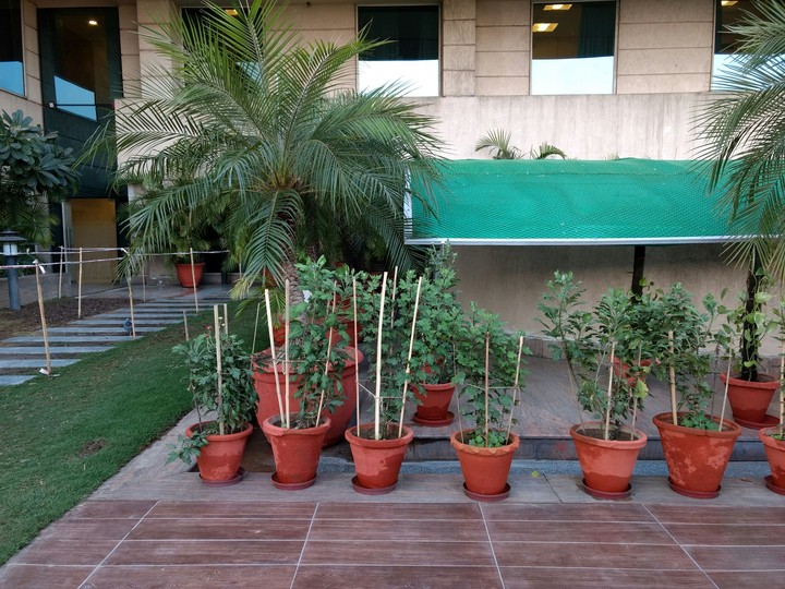 Plants